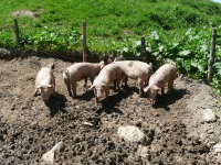 11 Schweine